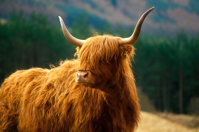 Isle of Skye Full Day Private Tour From Inverness - Traveler Tips
