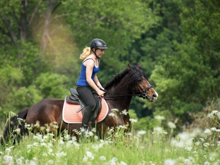 Istanbul: 1 Hours Horse Riding With Trained Horses - Experience Highlights