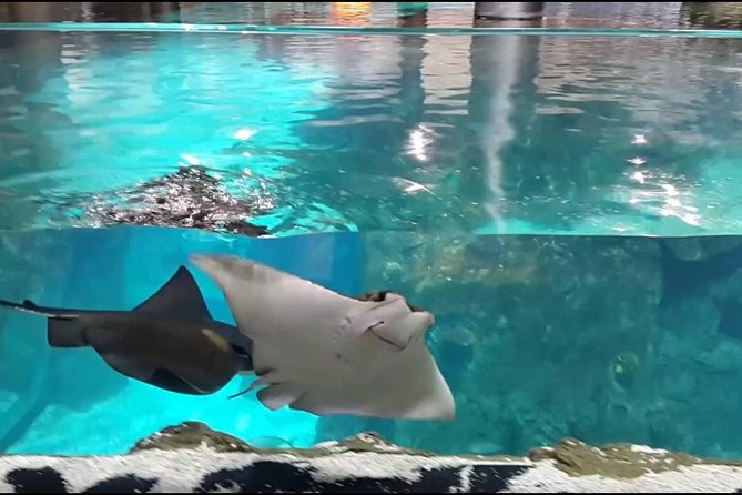 Istanbul Aquarium and Aqua Florya Independent Shopping Trip - Tour Overview and Highlights