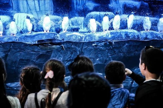 Istanbul Aquarium and Aqua Florya Independent Shopping Trip - Istanbul Aquarium: A Marine Wonderland
