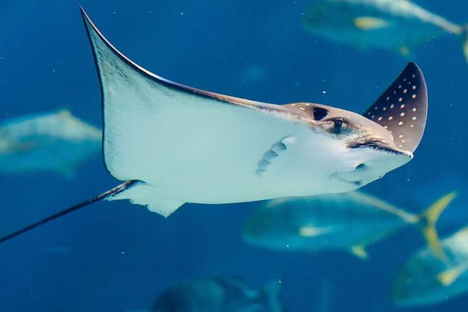 Istanbul Aquarium and Aqua Florya Independent Shopping Trip - Additional Information and Cancellation Policy