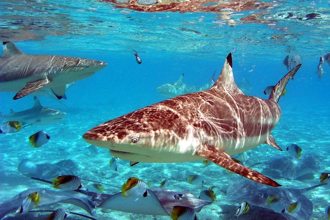Istanbul Aquarium and Aqua Florya Independent Shopping Trip - Common Questions