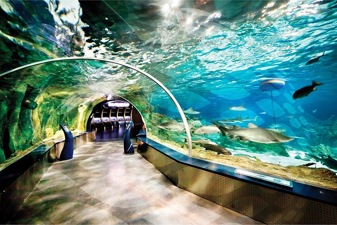Istanbul Aquarium and Aqua Florya Independent Shopping Trip - The Sum Up