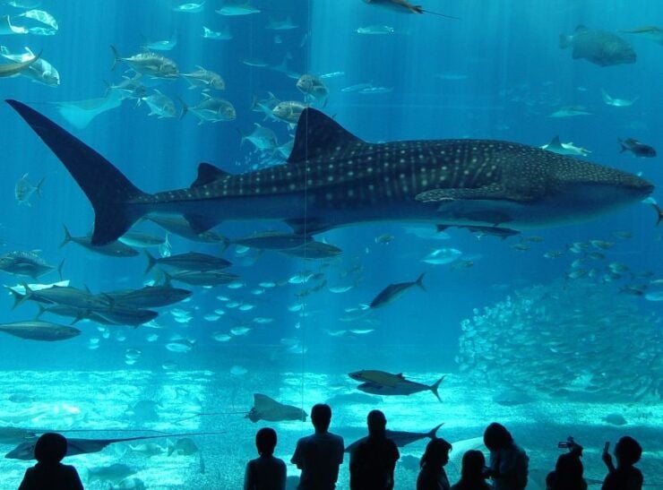 Istanbul Aquarium and Aqua Florya Shopping Mall Tour - Good To Know