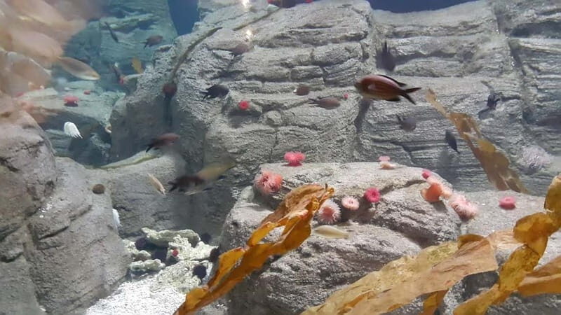 Istanbul: Aquarium Ticket and Round Trip Shuttle from Taksim - Good To Know