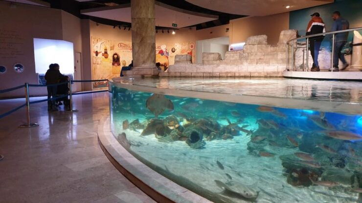 Istanbul: Aquarium Ticket and Round Trip Shuttle From Taksim - Highlights of the Aquarium Experience