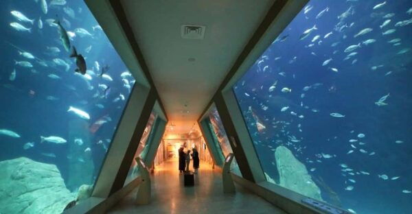Istanbul: Aquarium Ticket and Round Trip Shuttle From Taksim - Tips for a Great Visit