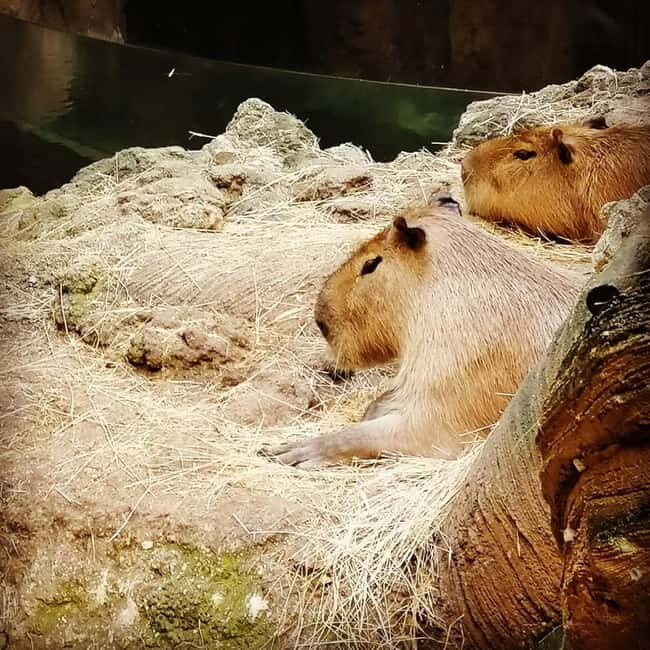 Istanbul: Aquarium Ticket with Shuttle Bus from Sultanahmet - Final Verdict