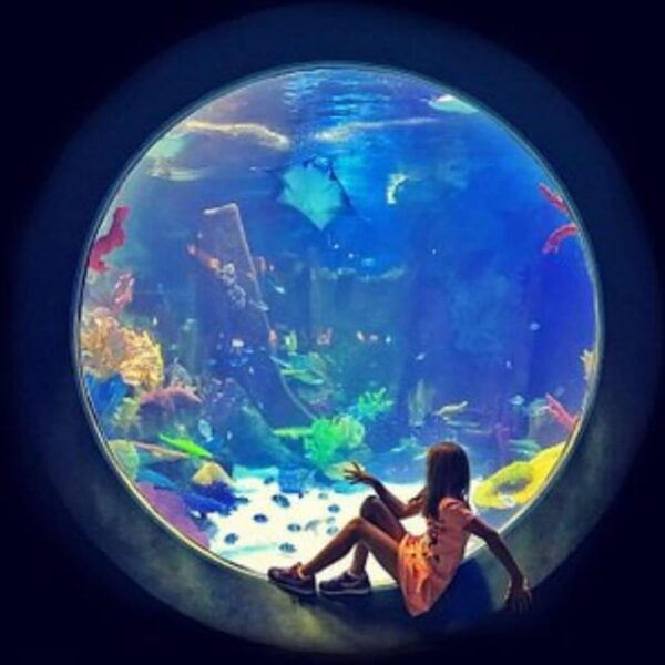 Istanbul: Aquarium Ticket With Shuttle Bus From Sultanahmet - Frequently Asked Questions