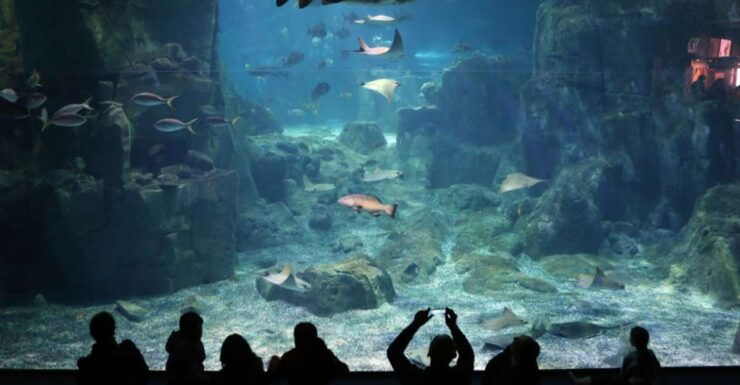 Istanbul: Istanbul Aquarium Ticket & Shuttle Bus From Taksim - Ticket Details