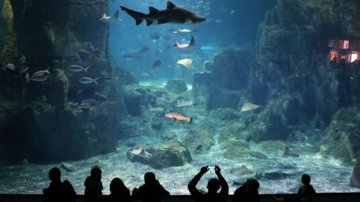 Istanbul: Istanbul Aquarium Ticket & Shuttle Bus From Taksim - Istanbul Aquarium Experience