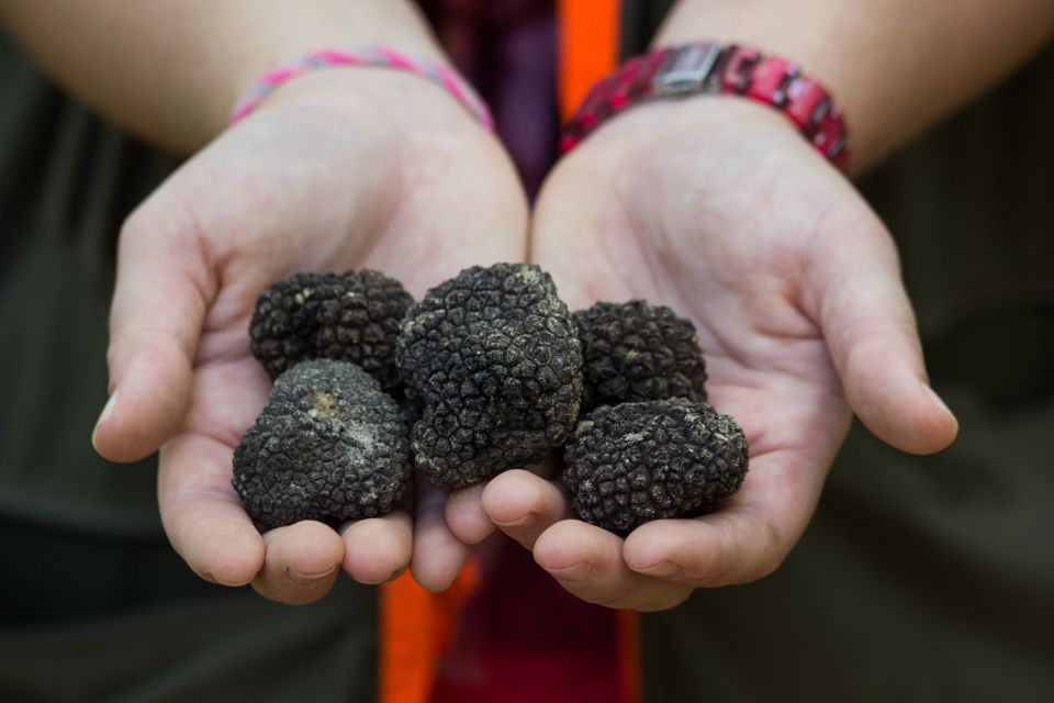 Istria - Truffles: Hunting & Cooking & Tasting, Slovenia - Participant Information