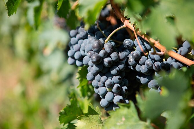 Italian Cooking Class in Abruzzo From Rome With Winetasting and Trufflehunting - Good To Know