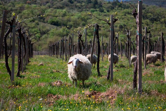 Italian Cooking Class in Abruzzo From Rome With Winetasting and Trufflehunting - Tour Pricing and Booking Details