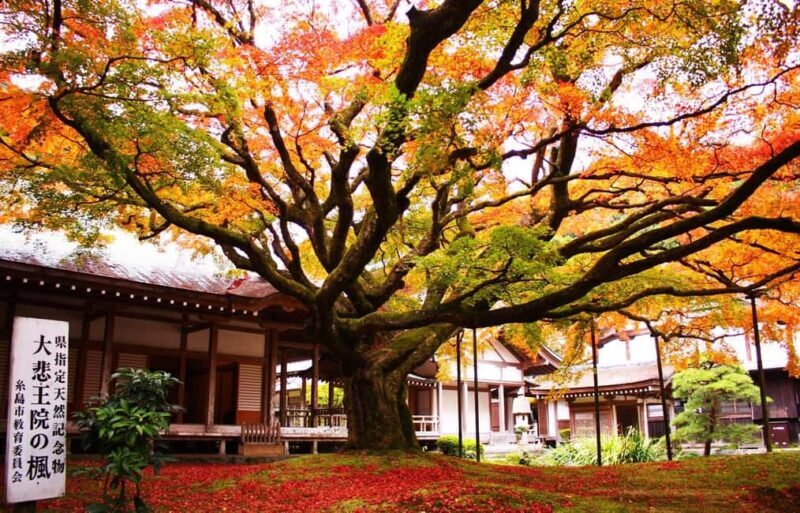 Itoshima Day Trip from Fukuoka: Nature & Coastal Scenery - Concluding the Day: Fukuoka Tower and Nearby Beaches