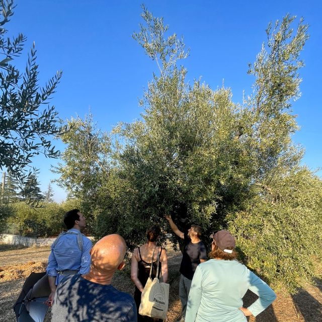 Itria Valley: Visit the Olive Grove & Taste Quality EVO Oil - Learn Secrets of EVO Oil Production