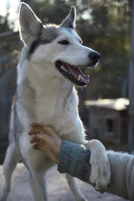 Ivalo: Evening Tea with Huskies and Farm Visit - Good To Know