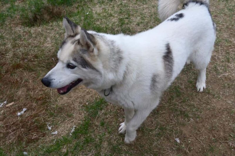 Ivalo: Evening Tea with Huskies and Farm Visit - A Warm Welcome to Lapland’s Farm Life