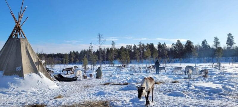 Ivalo: Magical Moments at the Reindeer Farm - Good To Know