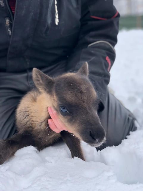 Ivalo: Magical Moments at the Reindeer Farm - Who Is This Tour For?