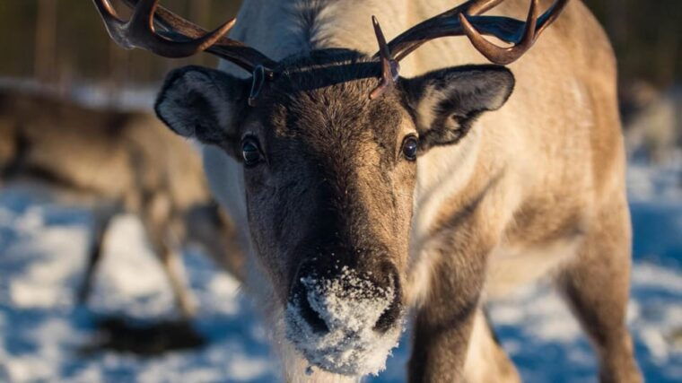 Ivalo: Magical Moments at the Reindeer Farm - Final Thoughts