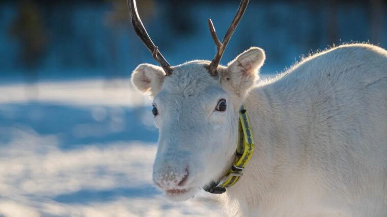 Ivalo: Magical Moments at the Reindeer Farm - FAQ