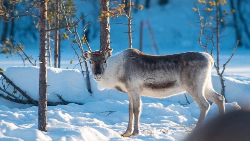 Ivalo: Northern Lights and Reindeer Farm Experience - Good To Know