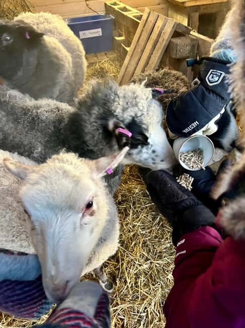 Ivalo: Private Farm Visit & Husky Experience - Who Is This Tour Best For?