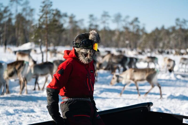 Ivalo: Reindeer Herders and Winter Fishing with Lunch - Good To Know