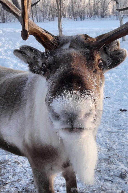 Ivalo: Snowmobile Safari, Meet&Feed Reindeers, Inc Lunch - Good To Know