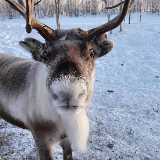 Ivalo: Snowmobile Safari, Meet&Feed Reindeers, Inc Lunch - Booking and Cancellation Policies