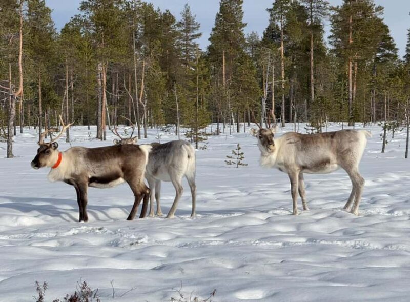 IVALO: Snowmobile Sled Ride to Wilderness - An authentic winter adventure in Lapland: Snowmobile Sled Ride to Wilderness