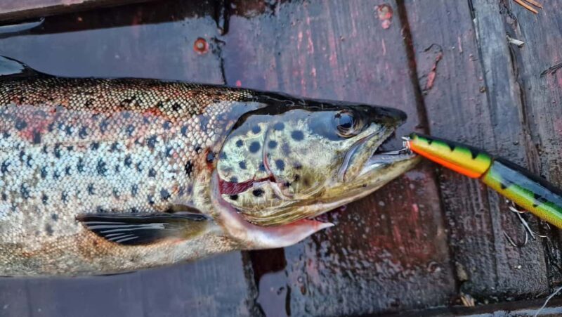 Ivalo: Summer Day/Evening on a Lake in the Wild - Good To Know