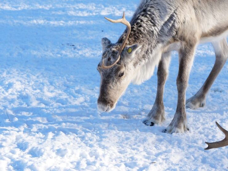 Ivalo: Winter Short Break in Northern Lapland - Customer Experience at Siida Museum