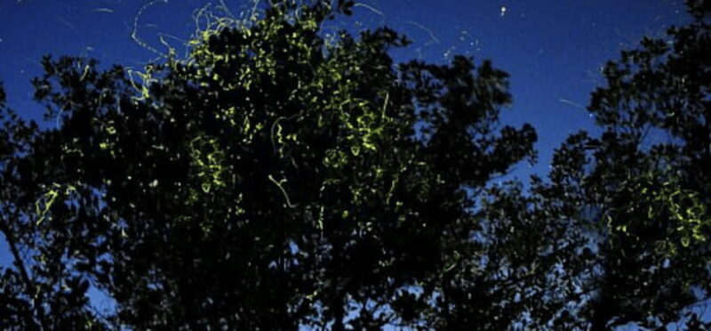 Iwahig Firefly Watching Tour| Puerto Princesa - Detailed Breakdown of the Itinerary