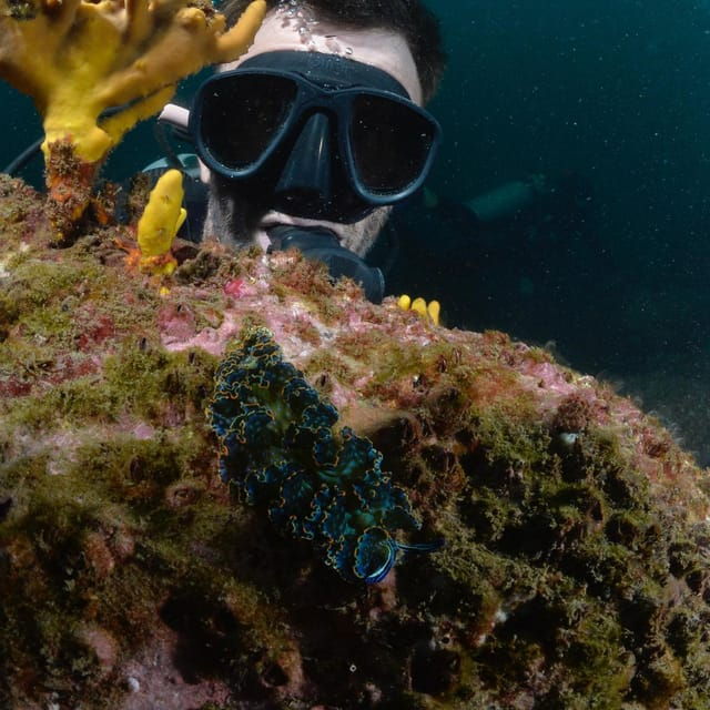 Ixtapa: Nighttime Underwater Exploration at Piedra Solitaria - Good To Know