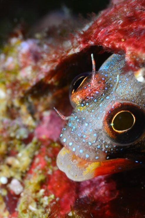Ixtapa: Nighttime Underwater Exploration at Piedra Solitaria - Pricing and Inclusions