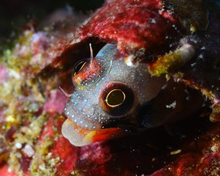 Ixtapa: Nighttime Underwater Exploration at Piedra Solitaria - Pricing and Inclusions