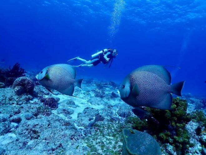 Ixtapa: Nighttime Underwater Exploration at Piedra Solitaria - Experienced Guides