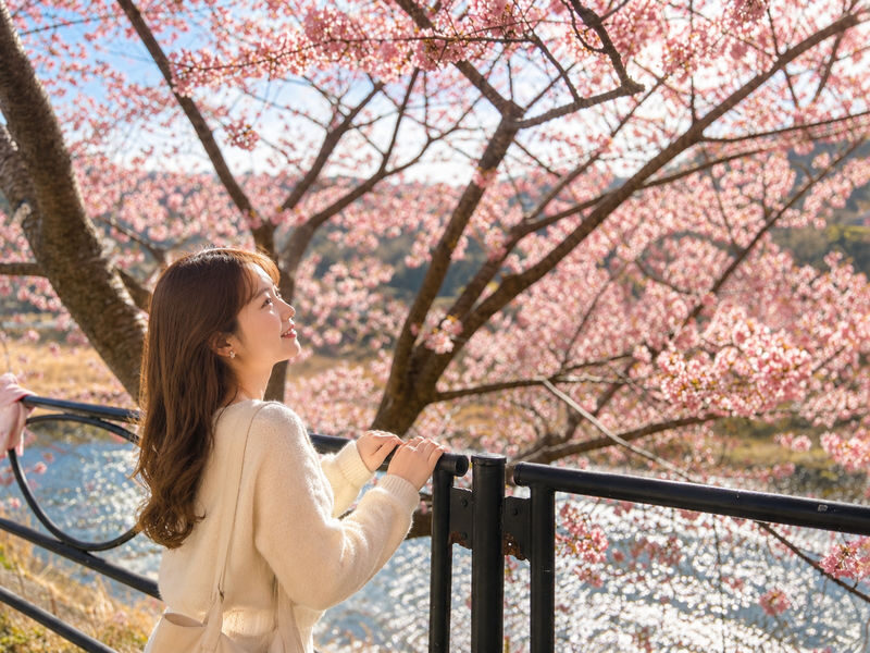 Izu Cherry Blossom & Plum Blossom Day Trip: Kawazu Cherry Blossoms, Atami Baien Plum Garden, Strawberry Picking at Fruit Park | Departure from Tokyo Ginza - The useful details at a glance