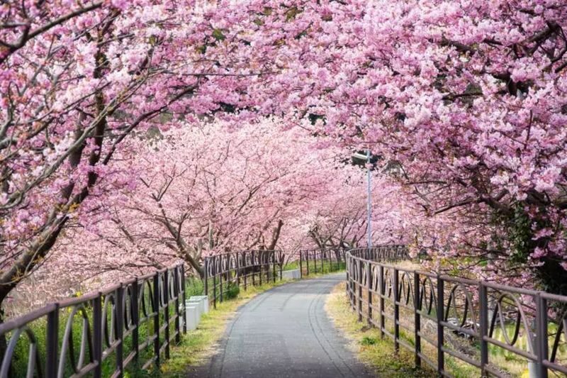 Izu Cherry Blossom & Plum Blossom Day Trip: Kawazu Cherry Blossoms, Atami Baien Plum Garden, Strawberry Picking at Fruit Park | Departure from Tokyo Ginza - From Ginza to the first fruit stop