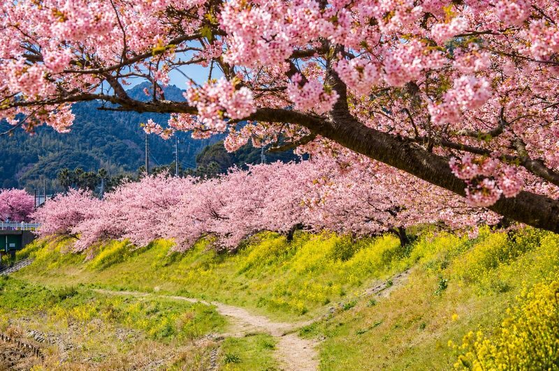 Izu Cherry Blossom & Plum Blossom Day Trip: Kawazu Cherry Blossoms, Atami Baien Plum Garden, Strawberry Picking at Fruit Park | Departure from Tokyo Ginza - Kawazu’s pink river walk