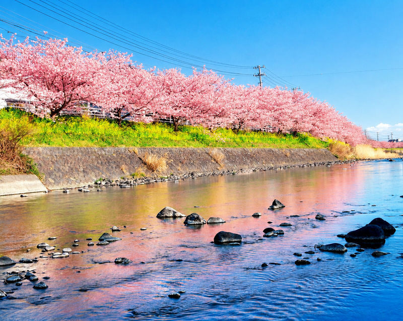 Izu Cherry Blossom & Plum Blossom Day Trip: Kawazu Cherry Blossoms, Atami Baien Plum Garden, Strawberry Picking at Fruit Park | Departure from Tokyo Ginza - Atami Baien and the quieter side of spring