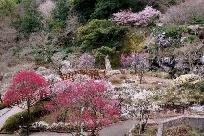 Izu Cherry Blossom & Plum Blossom Day Trip: Kawazu Cherry Blossoms, Atami Baien Plum Garden, Strawberry Picking at Fruit Park | Departure from Tokyo Ginza - Guides, comfort, and the parts you should confirm