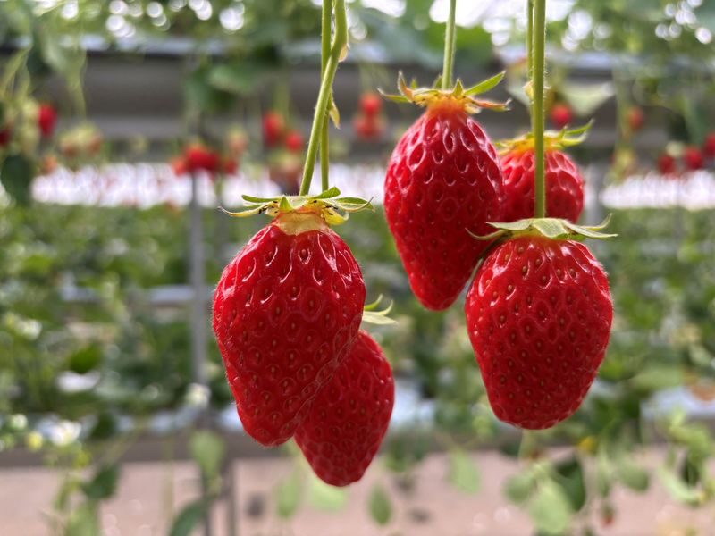 Izu Cherry Blossom & Plum Blossom Day Trip: Kawazu Cherry Blossoms, Atami Baien Plum Garden, Strawberry Picking at Fruit Park | Departure from Tokyo Ginza - Who should book this day trip?