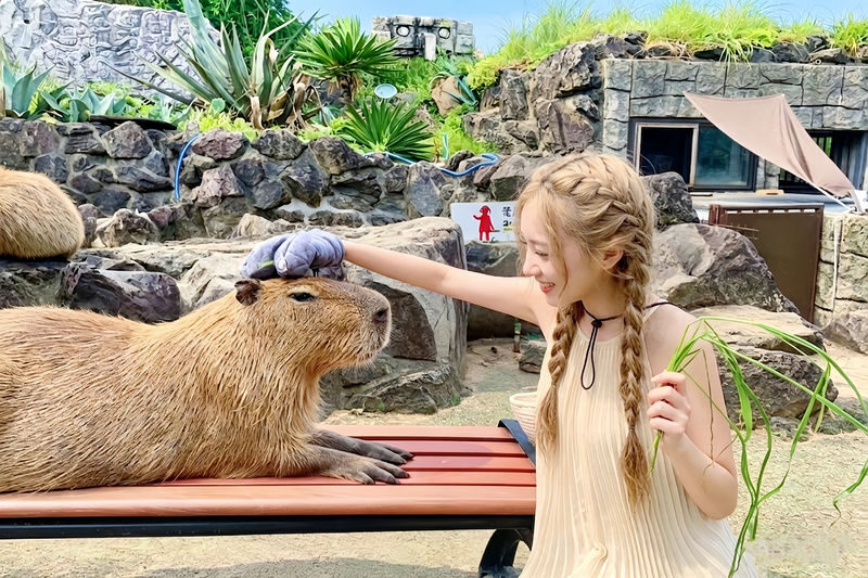 Izu: Mt. Omuro & Cactus Animal Park & Jogasaki Coast & Kadowaki Suspension Bridge Day Trip (Includes Sea View Train Experience) - Izu Shaboten Zoo: more than cactus beds