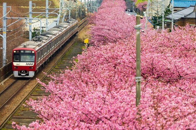 Izu Ocean View Train & Kawazu Cherry Blossom Festival Tour - Exploring the Itinerary in Depth