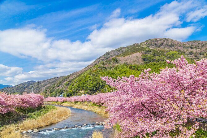 Izu Ocean View Train & Kawazu Cherry Blossom Festival Tour - The Sum Up