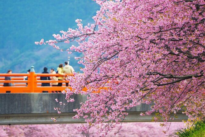 Izu Ocean View Train & Kawazu Cherry Blossom Festival Tour - FAQ