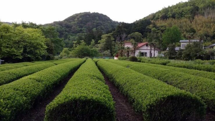 Izu Peninsula: Ike Village Experience - Experience Highlights